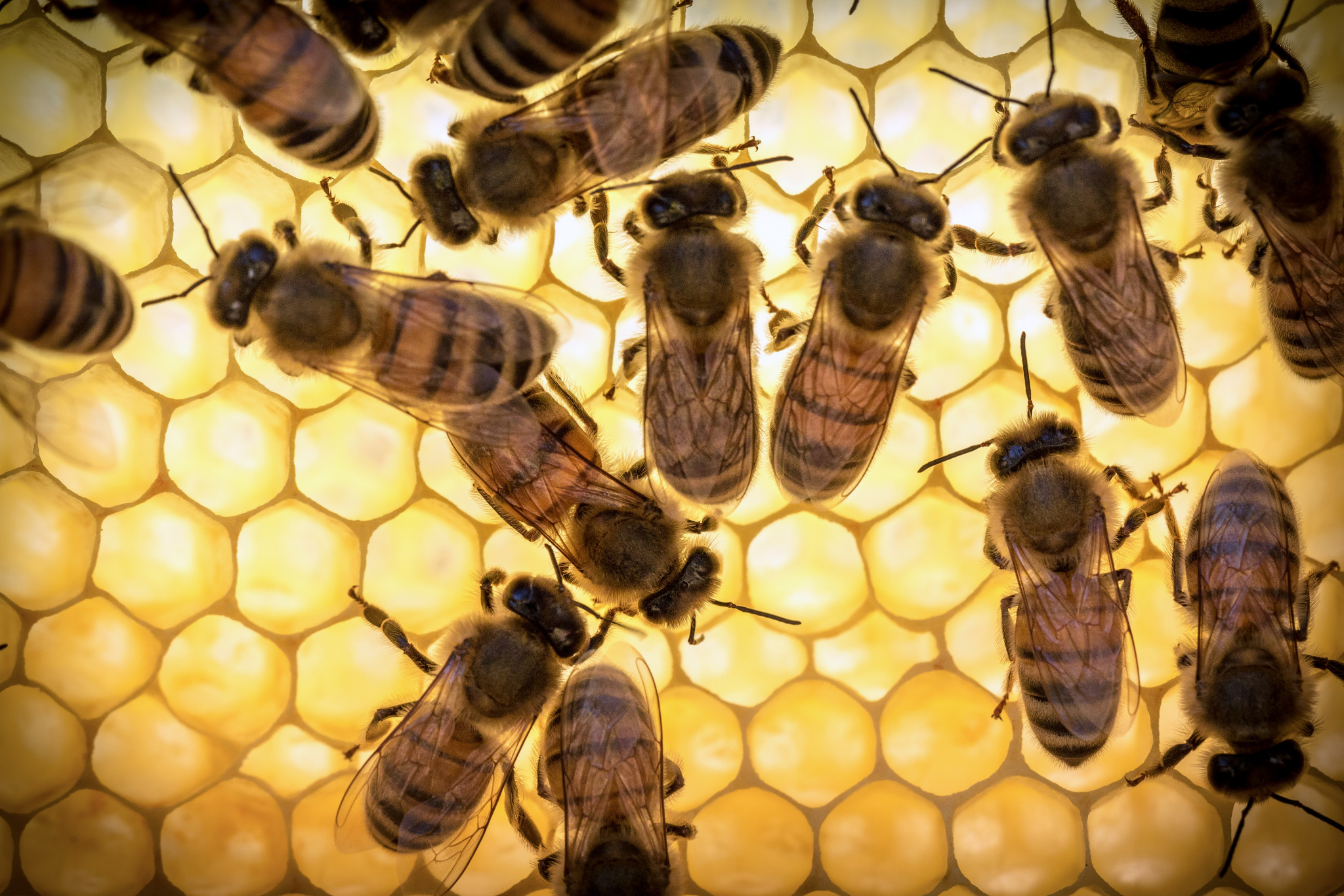 Die Anwendung von Bienen-Gelée Royale in der Nacht wird nicht empfohlen, da sie unter ihrem Einfluss die nervöse Aktivität und mögliche Schlaflosigkeit verstärkt