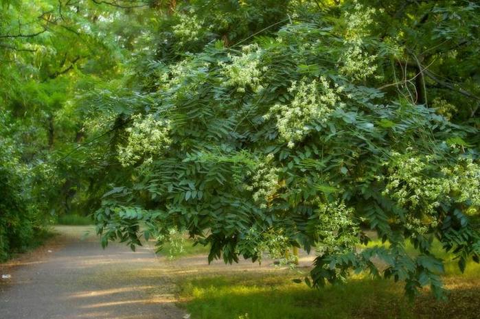 Sophora is called the Japanese miracle, a tree from a hundred diseases