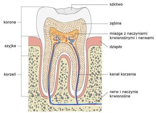Как я уже писал ранее в статьях   Строительство зубов и пародонта   и   Лечение корневых каналов   Зуб состоит из коронки и корня и последующих слоев