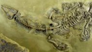 После 13 лет раскопок палеобиологи обнаружили в Красехове (Опольская губерния) останки самой крупной рептилии, обитавшей на польской земле